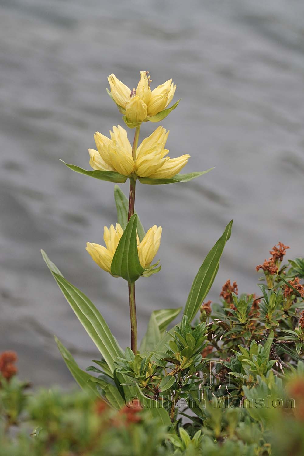 Gentiana burseri