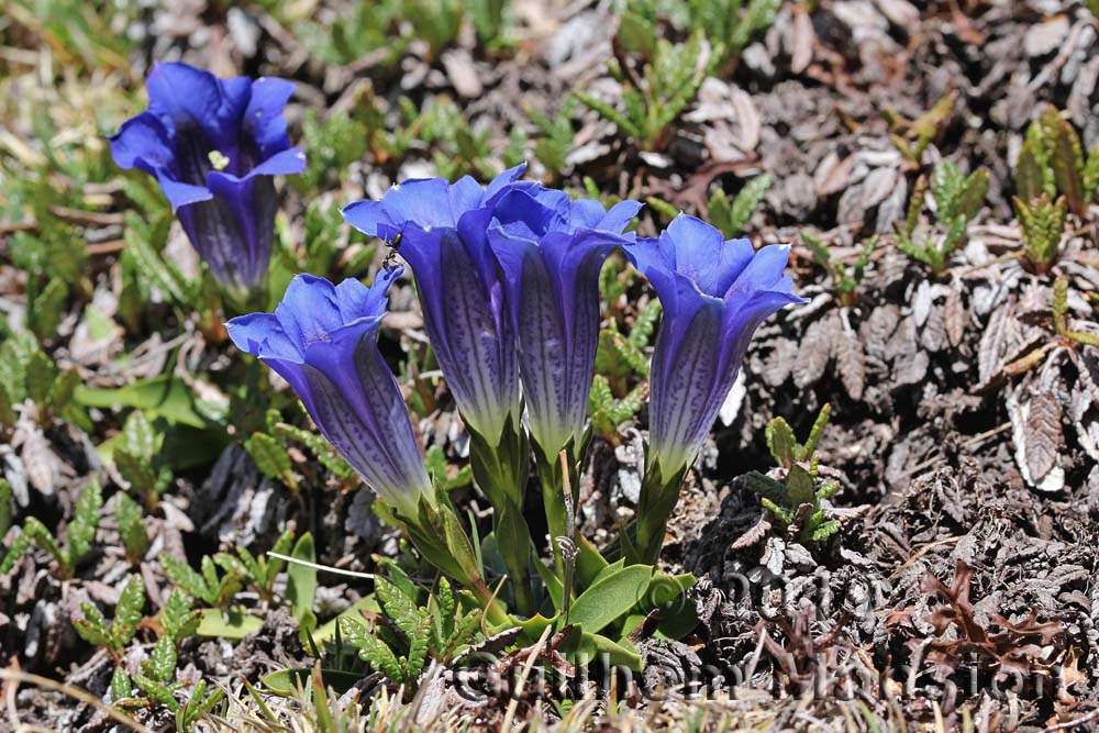 Gentiana clusii