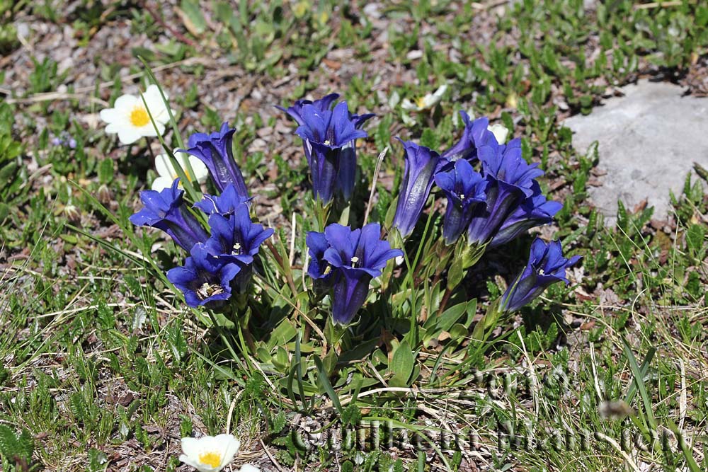 Gentiana clusii