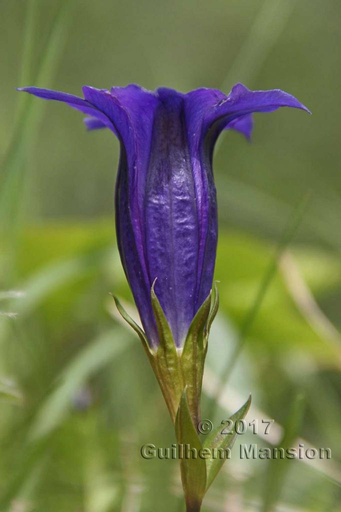 Gentiana clusii