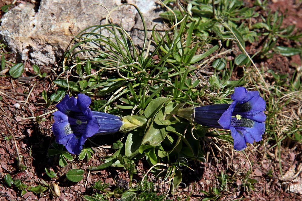 Gentiana acaulis