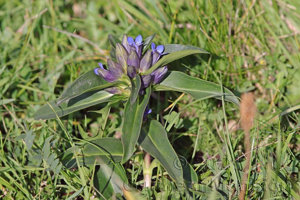 Gentiana cruciata