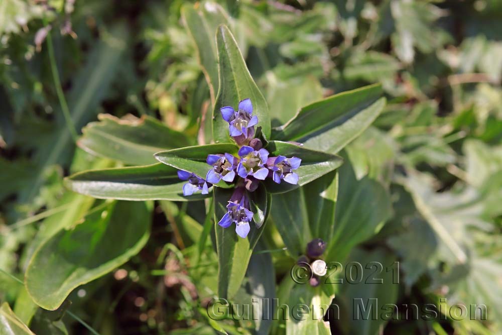 Gentiana cruciata