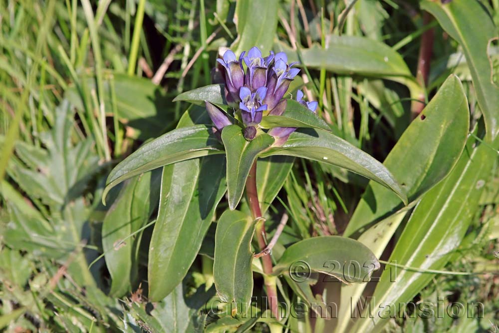 Gentiana cruciata