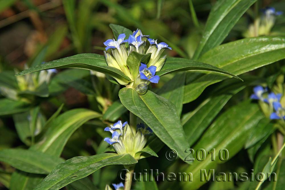 Gentiana cruciata