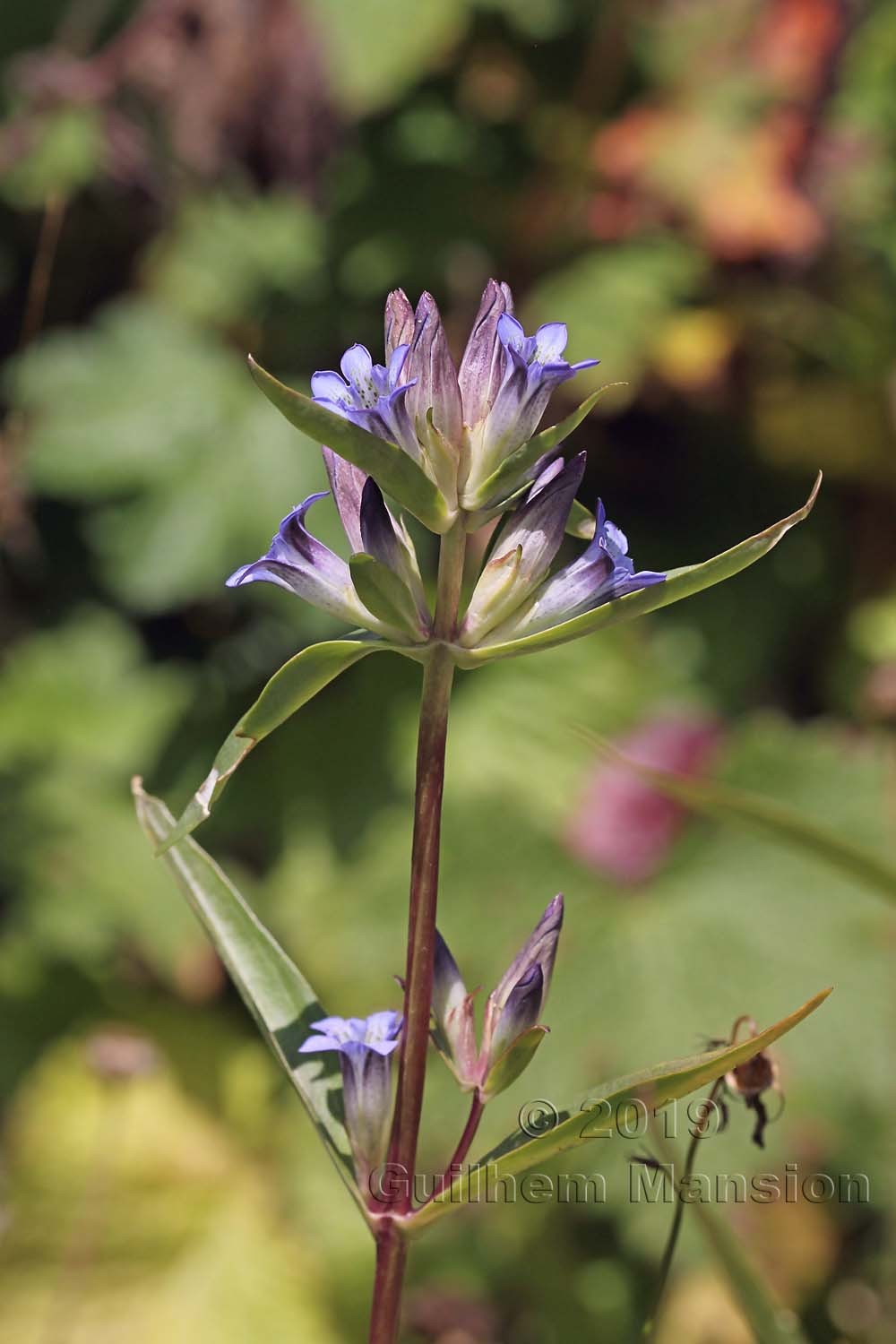 Gentiana fetisowii