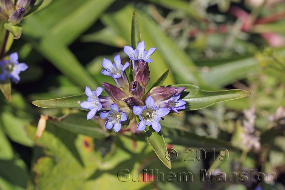 Gentiana fetisowii