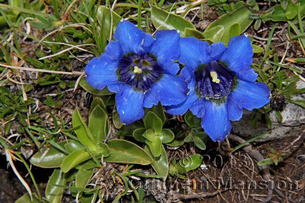 Gentiana ligustica