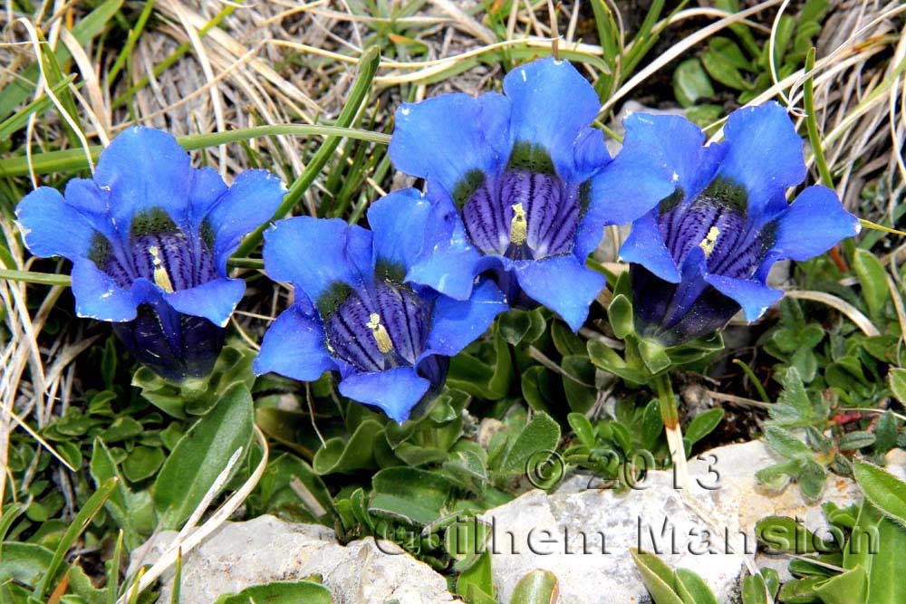 Gentiana ligustica