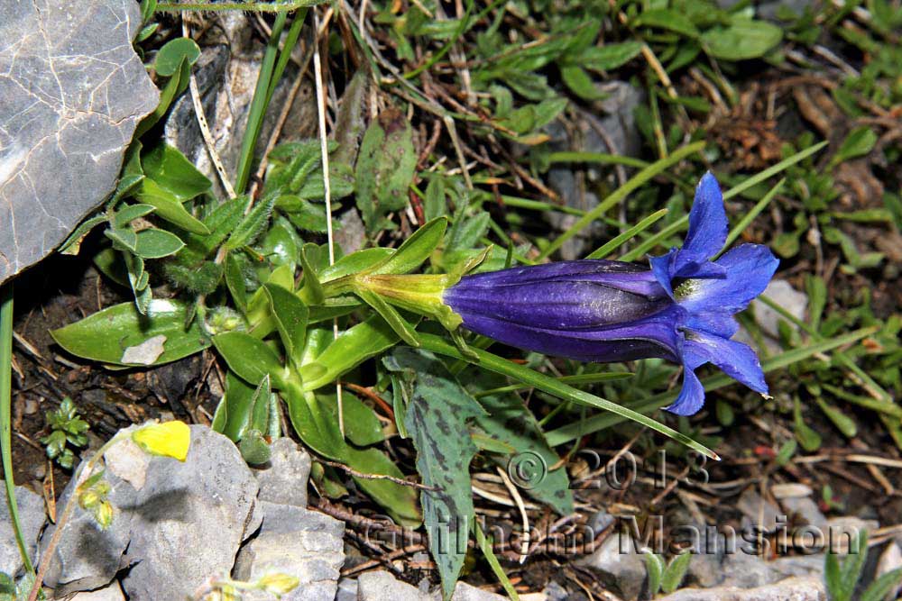 Gentiana ligustica