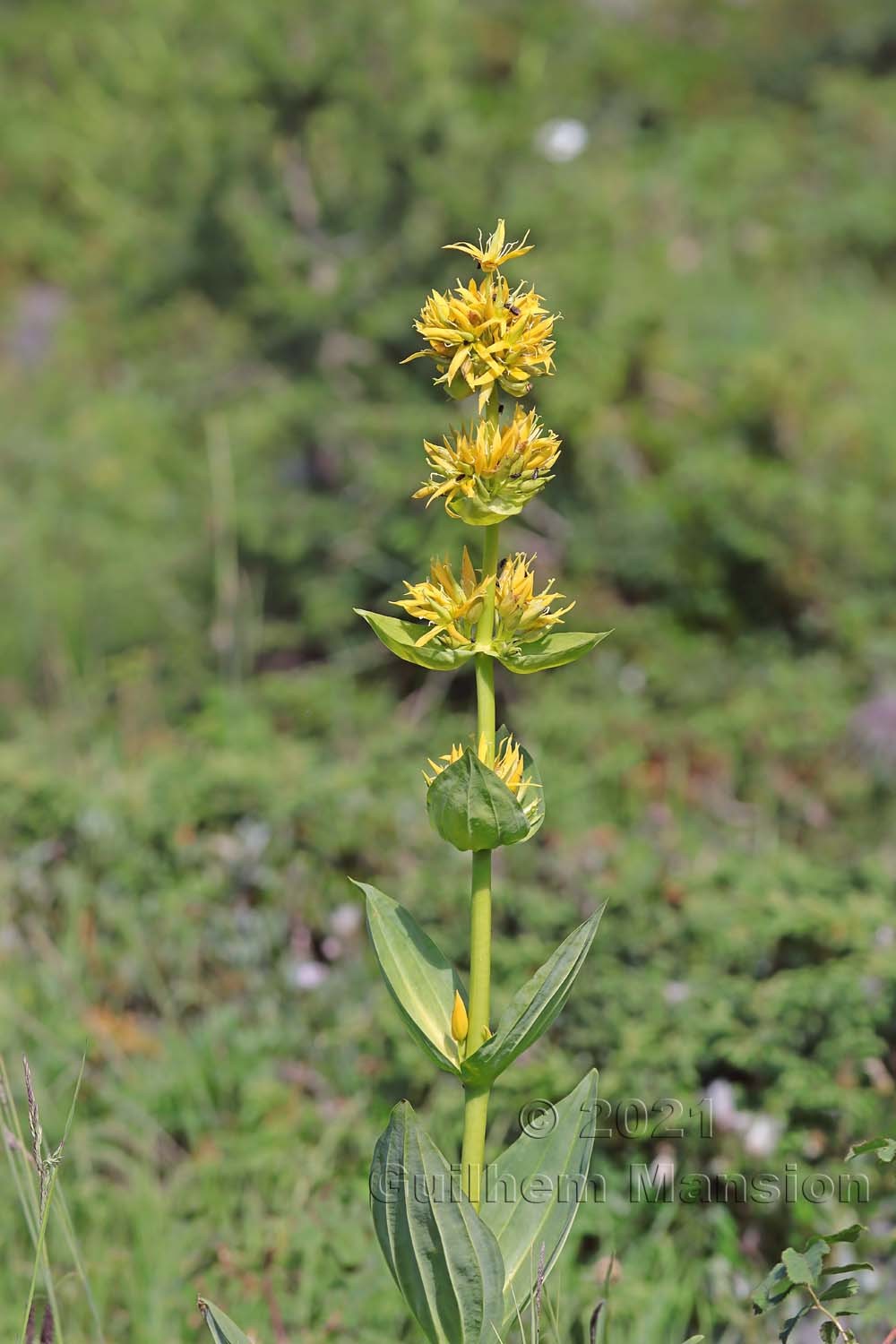 Gentiana lutea