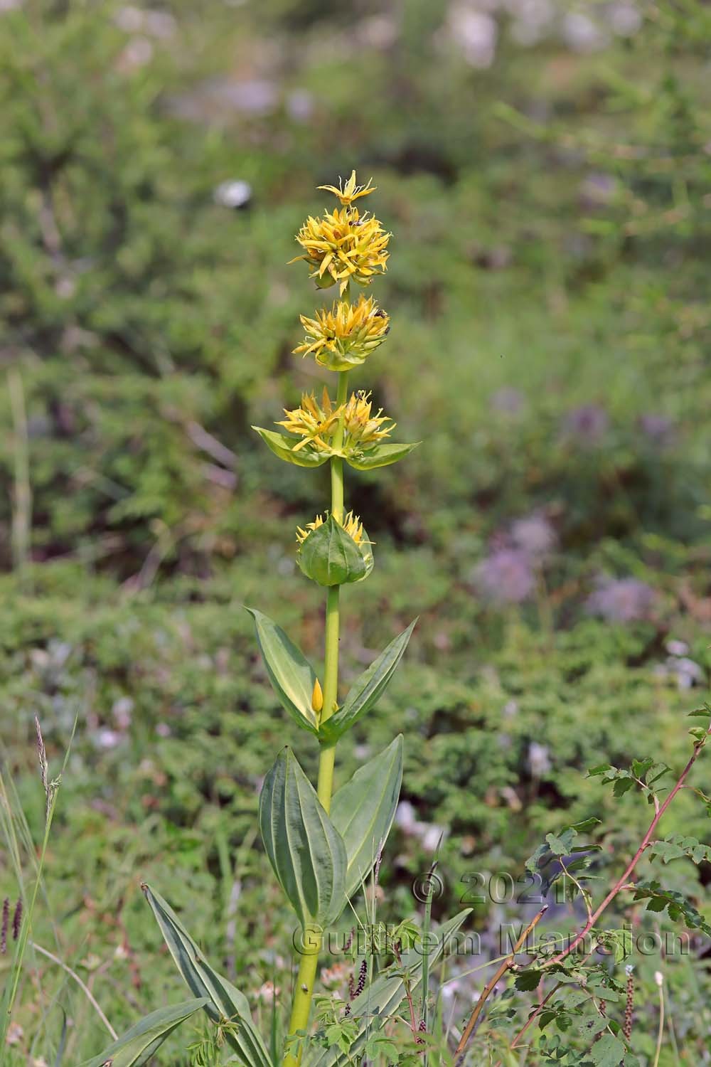 Gentiana lutea