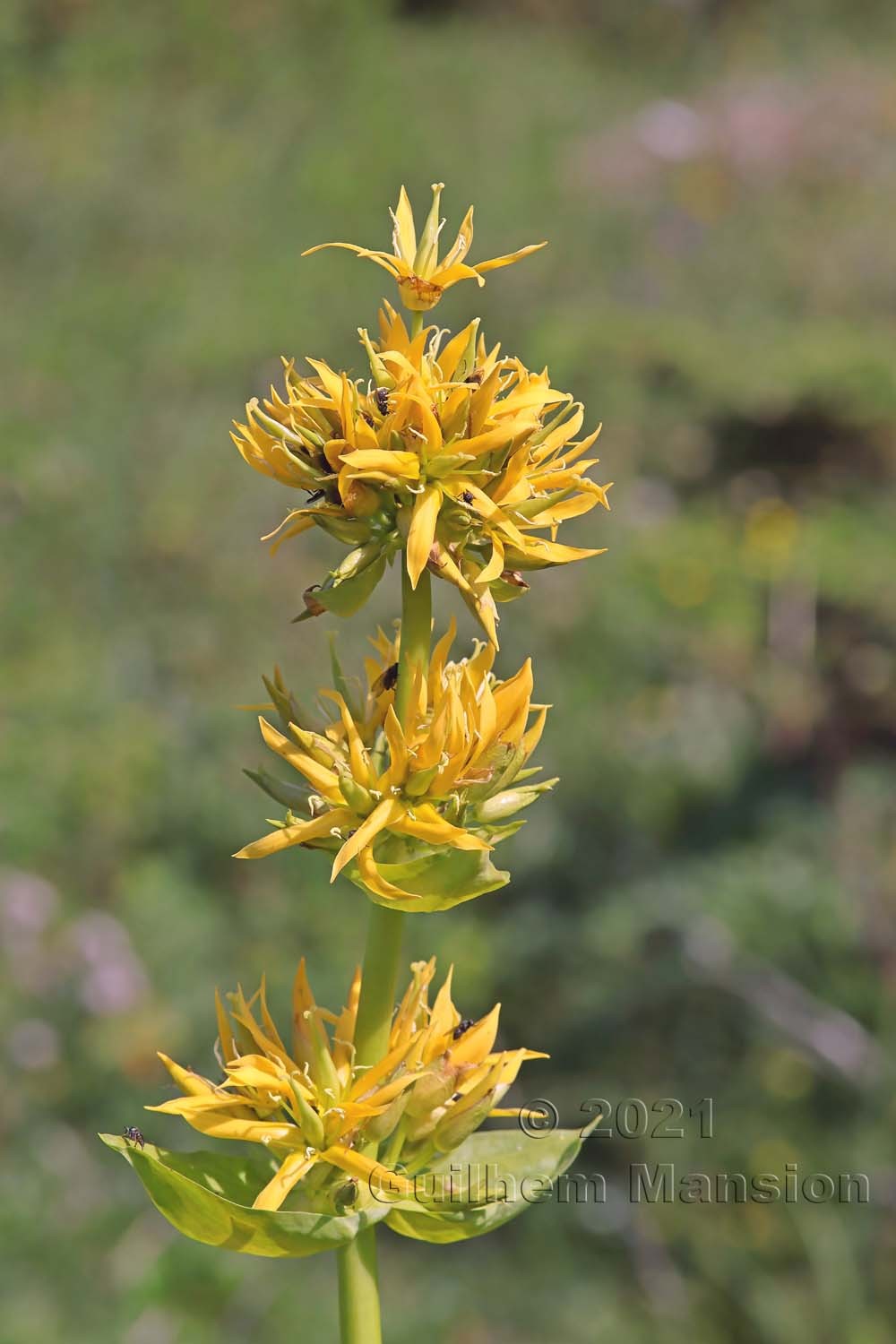 Gentiana lutea