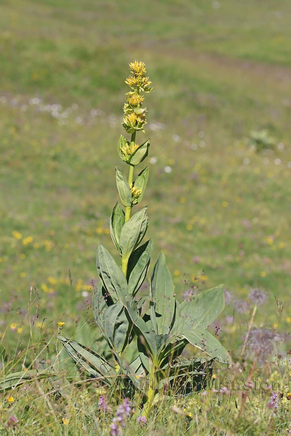 Gentiana lutea