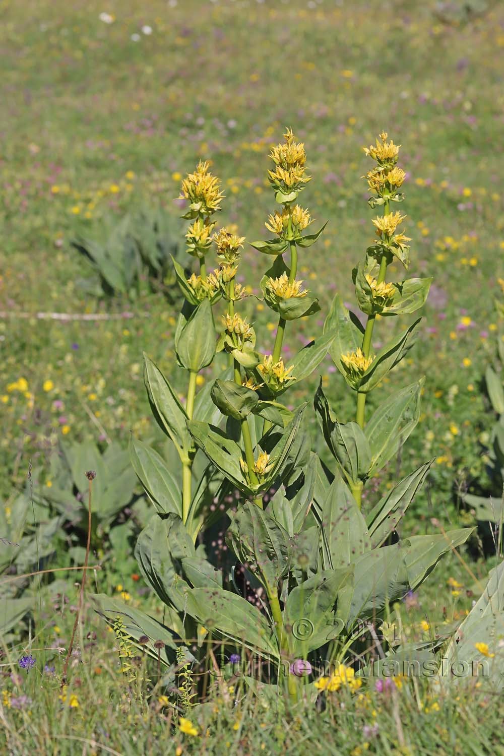 Gentiana lutea