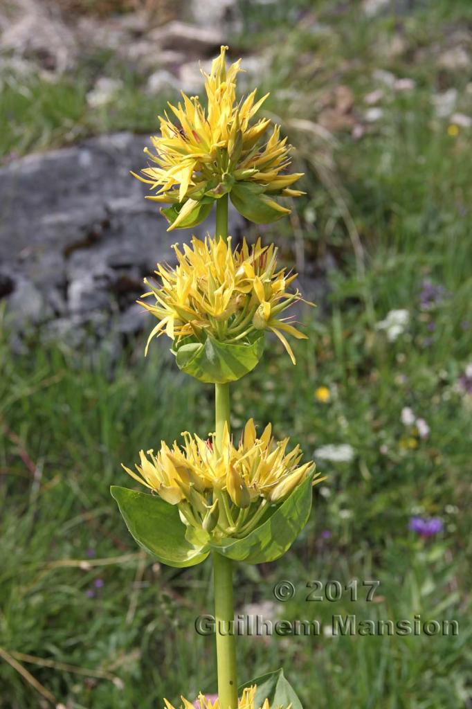 Gentiana lutea