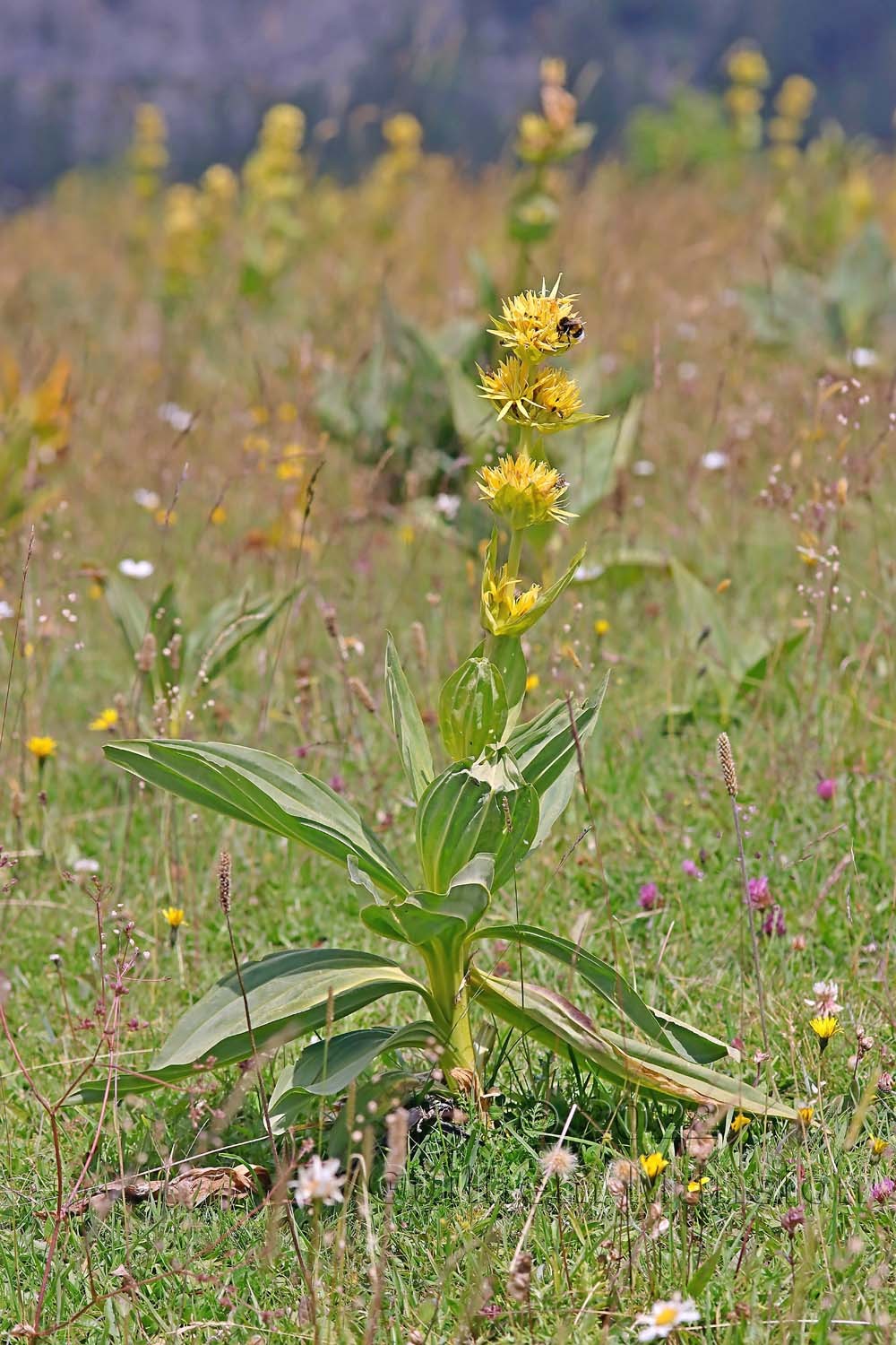 Gentiana lutea