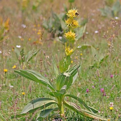 Gentiana lutea