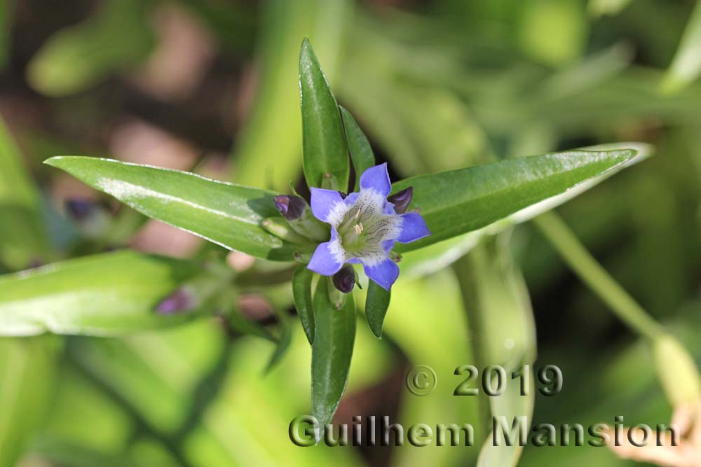 Gentiana macrophylla