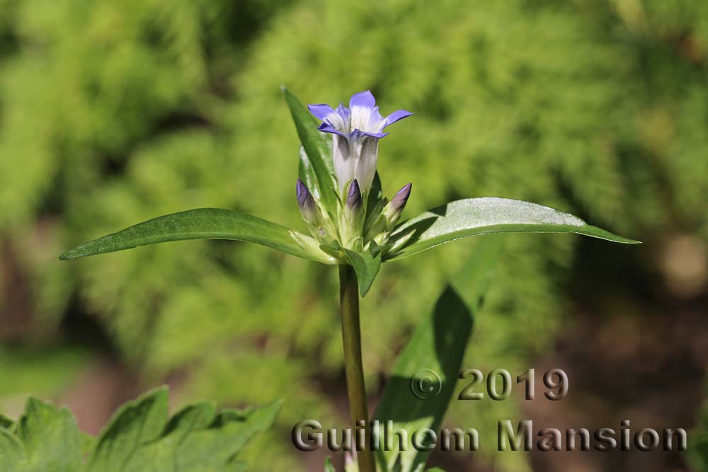 Gentiana macrophylla