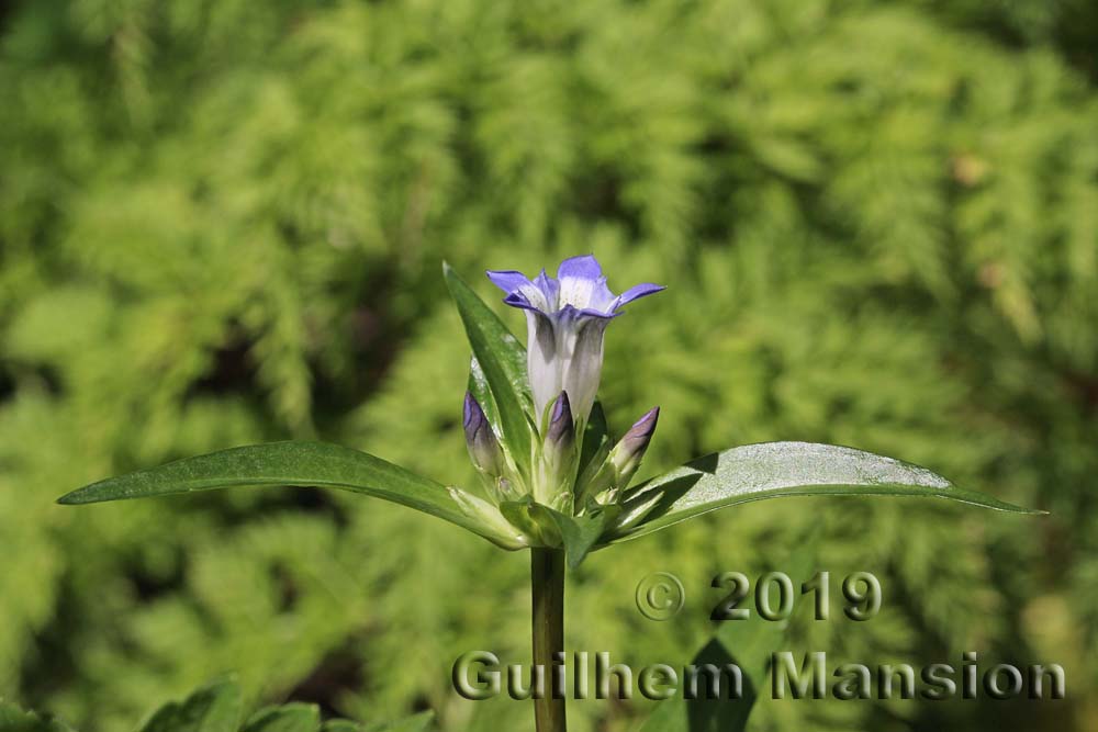 Gentiana macrophylla