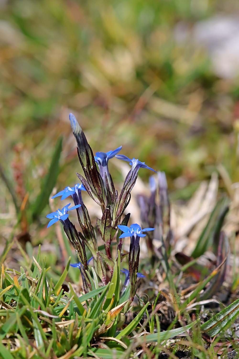 Gentiana nivalis