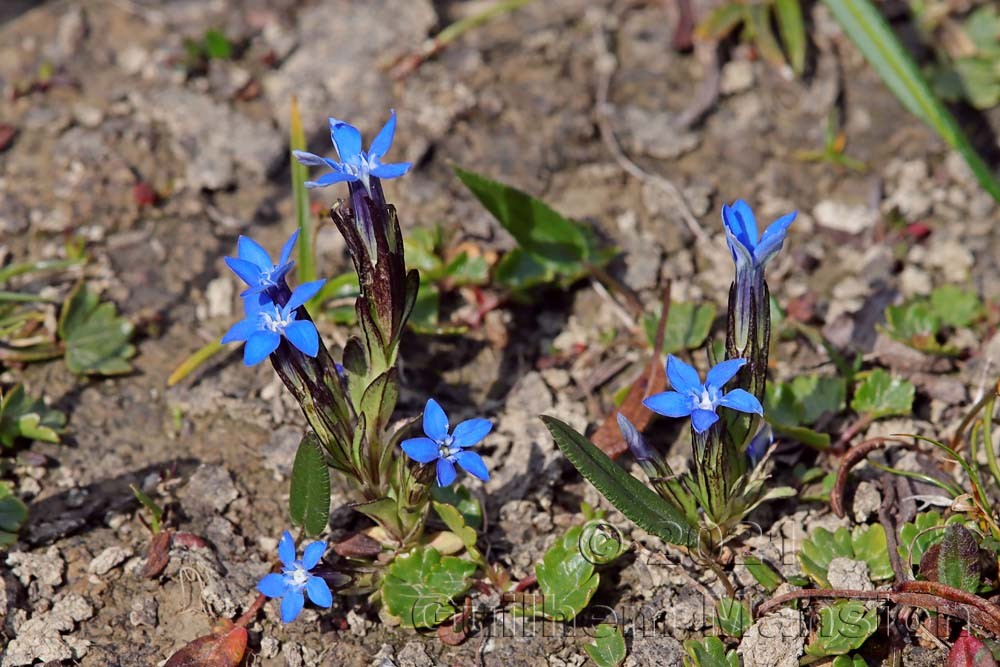 Gentiana nivalis