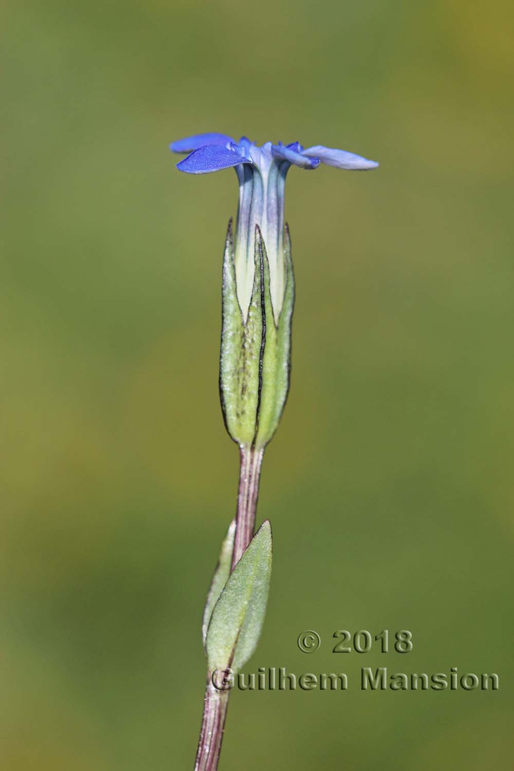 Gentiana nivalis