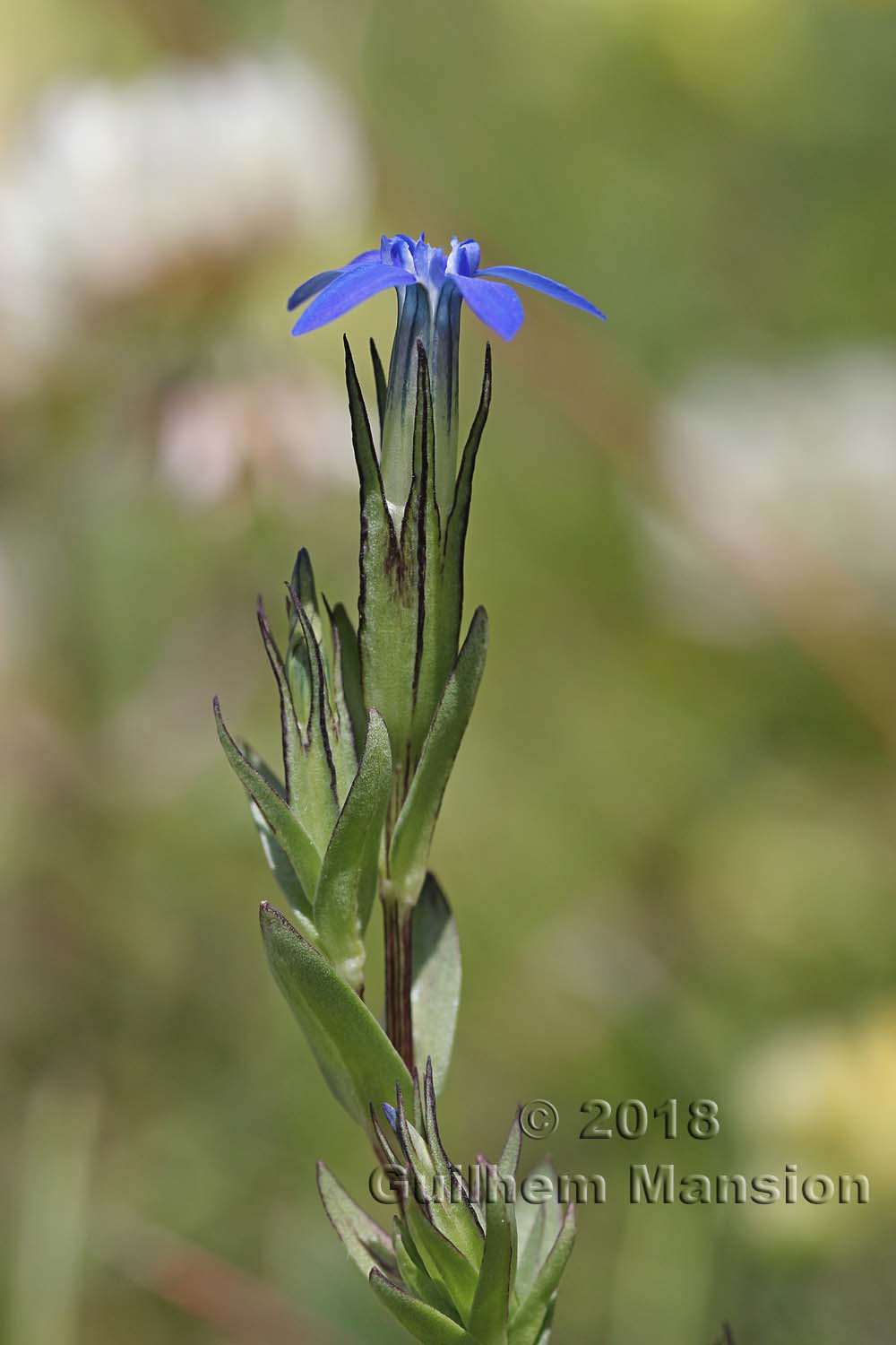 Gentiana nivalis