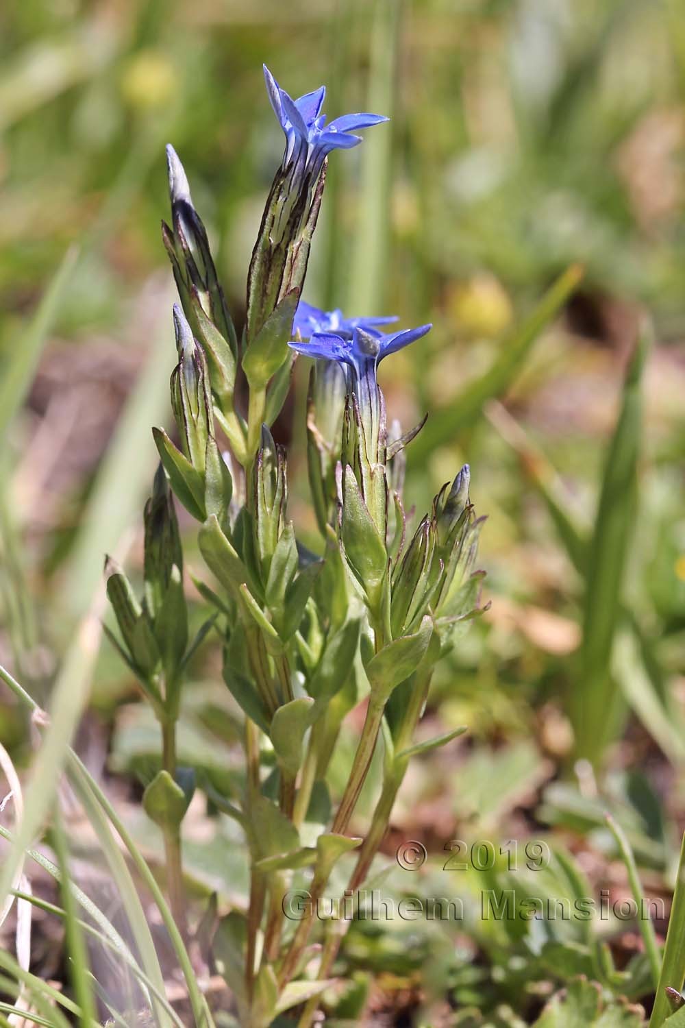 Gentiana nivalis