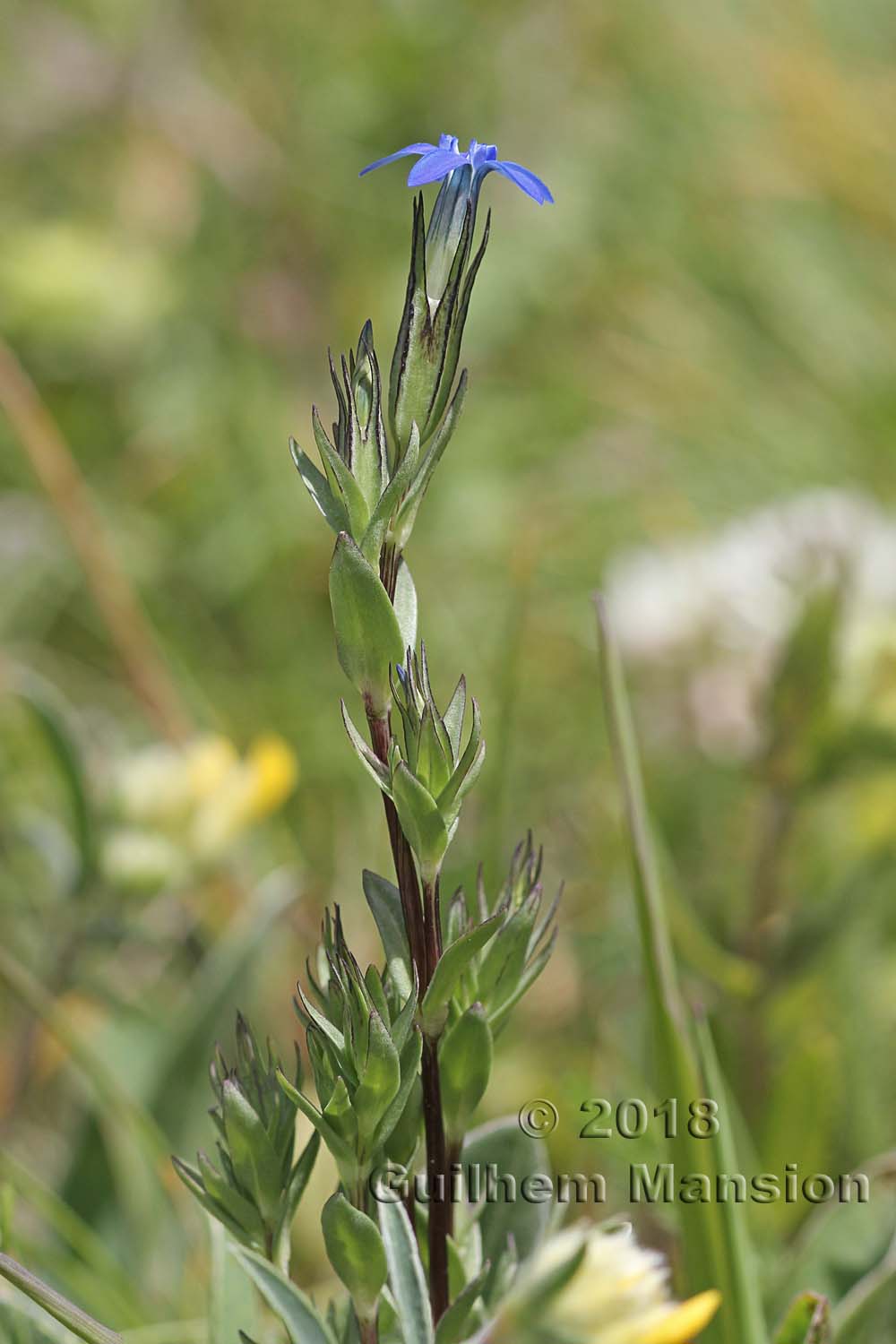 Gentiana nivalis