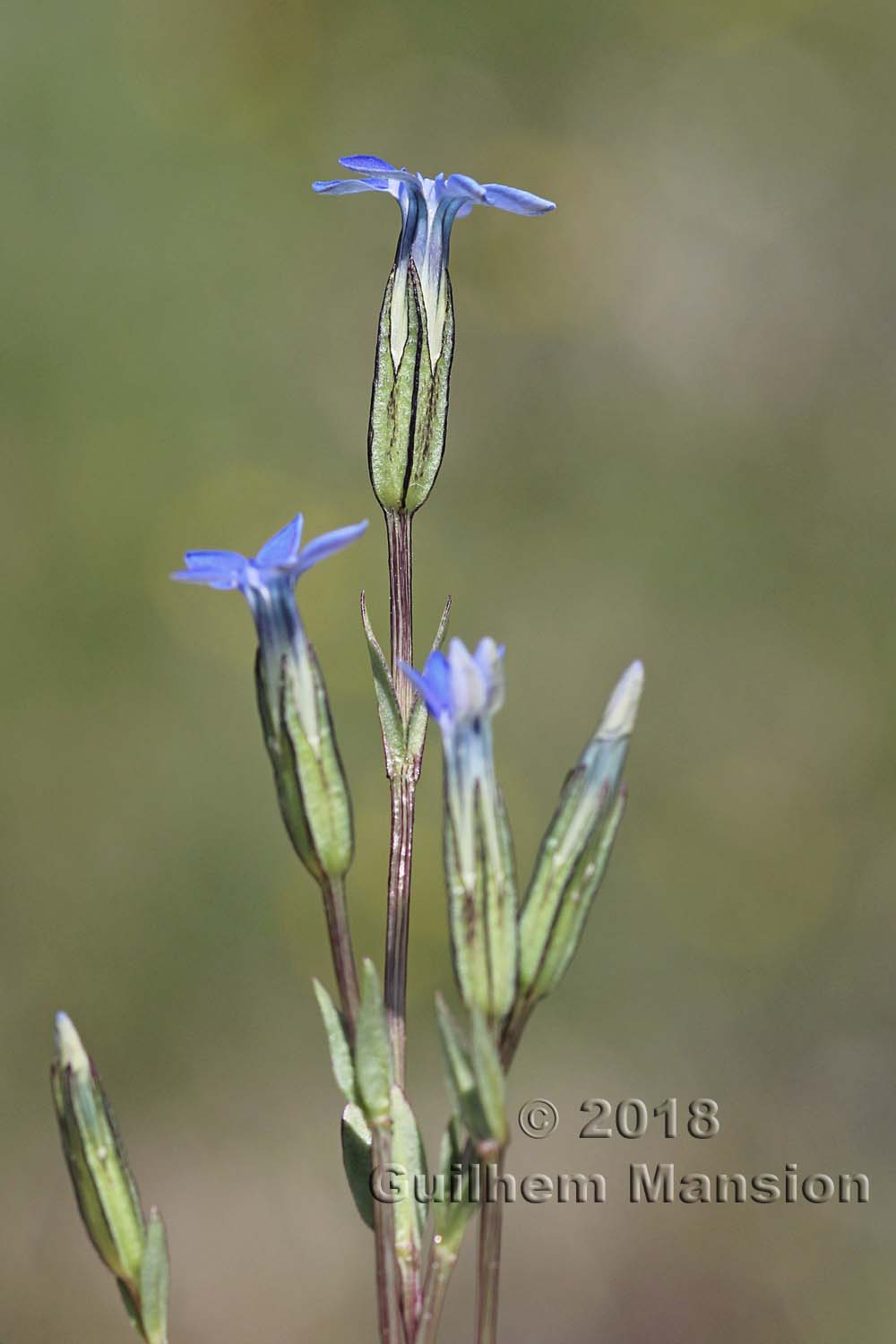 Gentiana nivalis