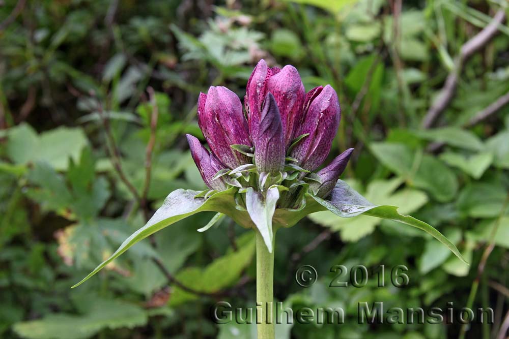 Gentiana pannonica