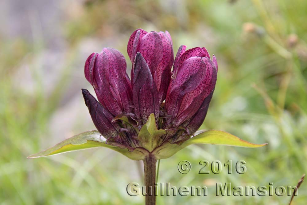 Gentiana pannonica