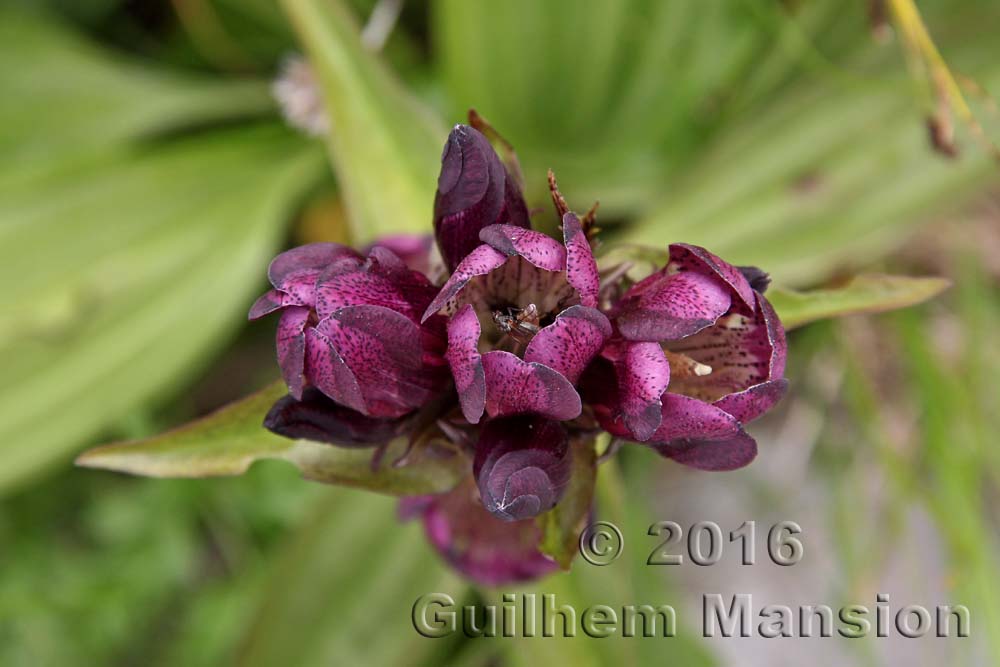 Gentiana pannonica