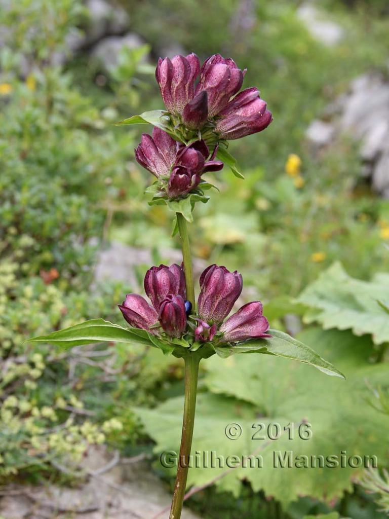 Gentiana pannonica