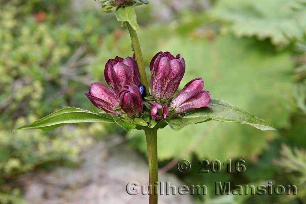 Gentiana pannonica