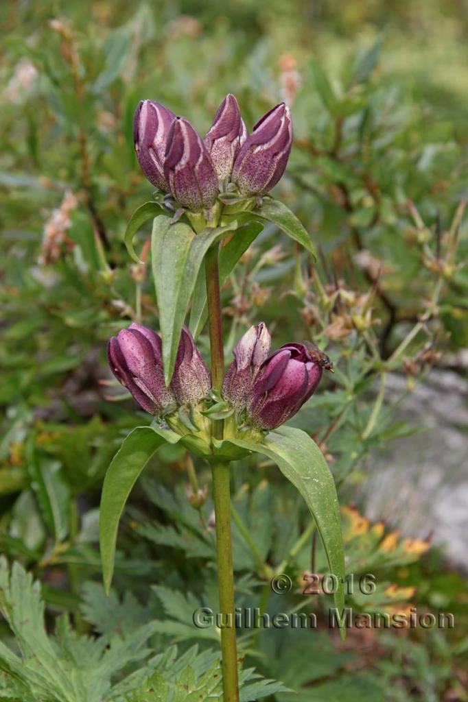 Gentiana pannonica