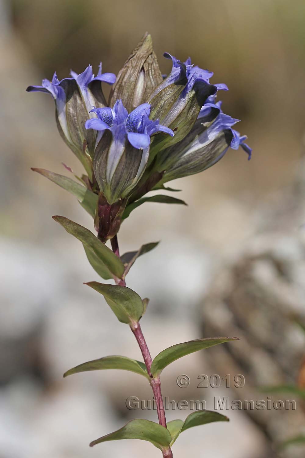 Gentiana parryi