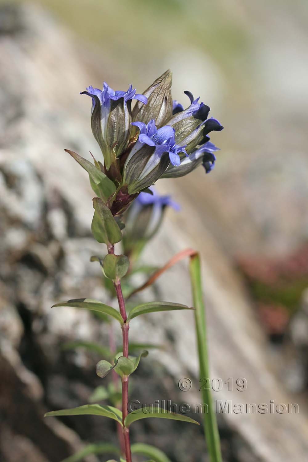 Gentiana parryi