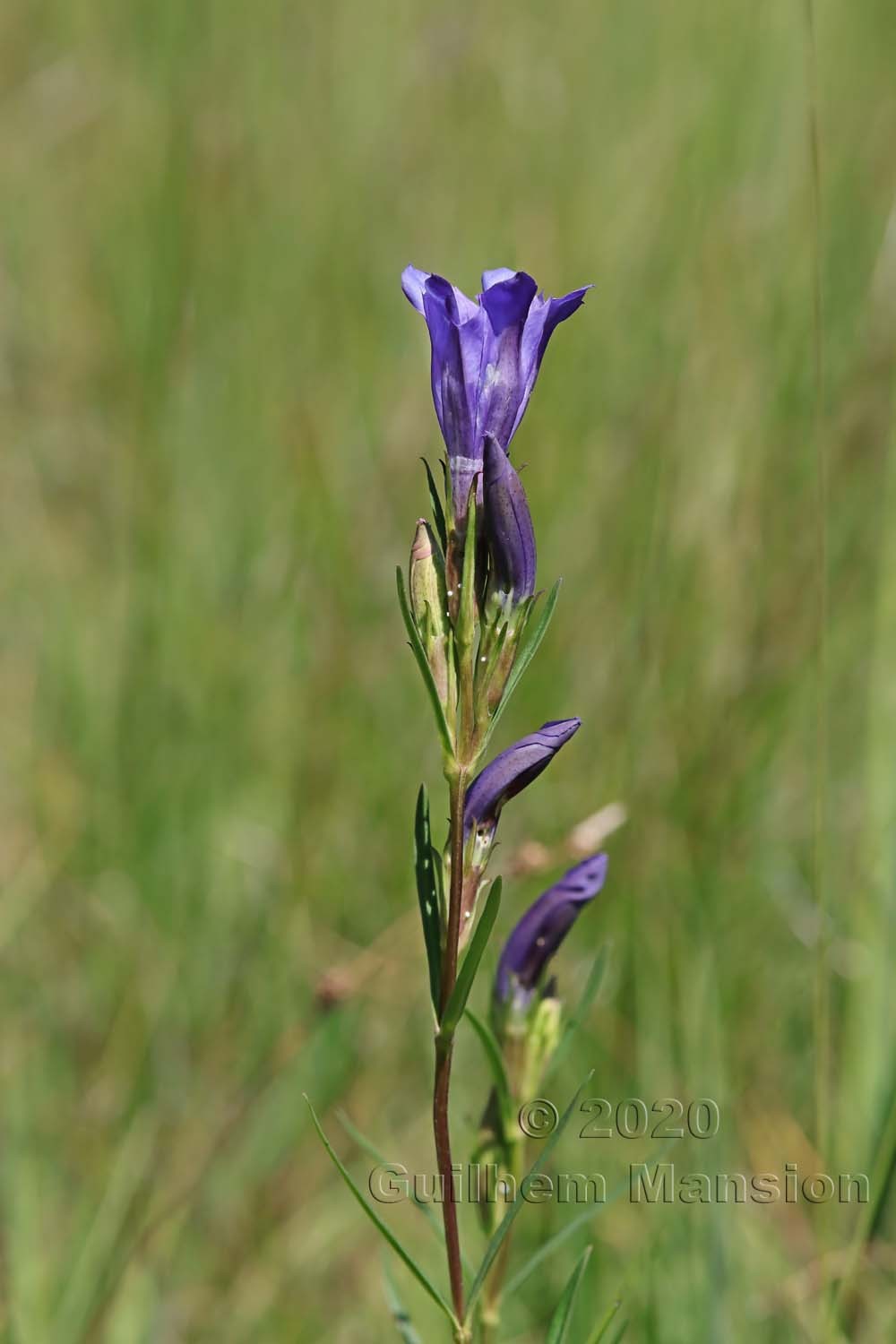 Gentiana pneumonanthe