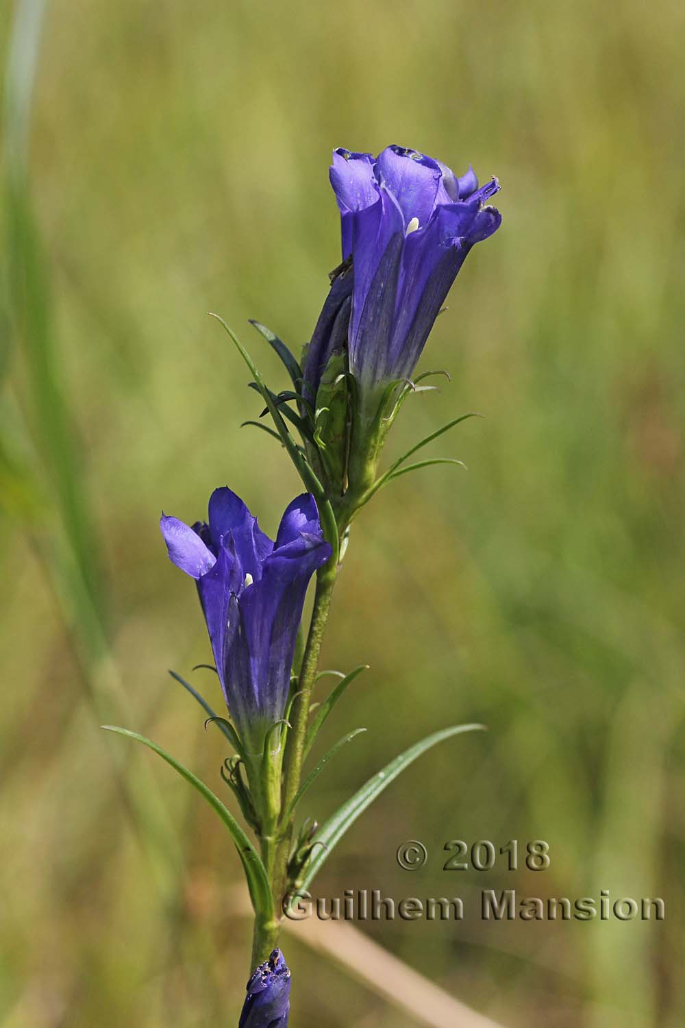 Gentiana pneumonanthe