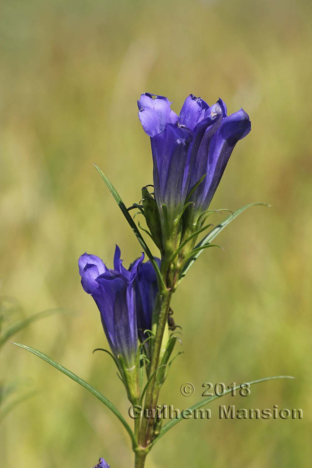 Gentiana pneumonanthe