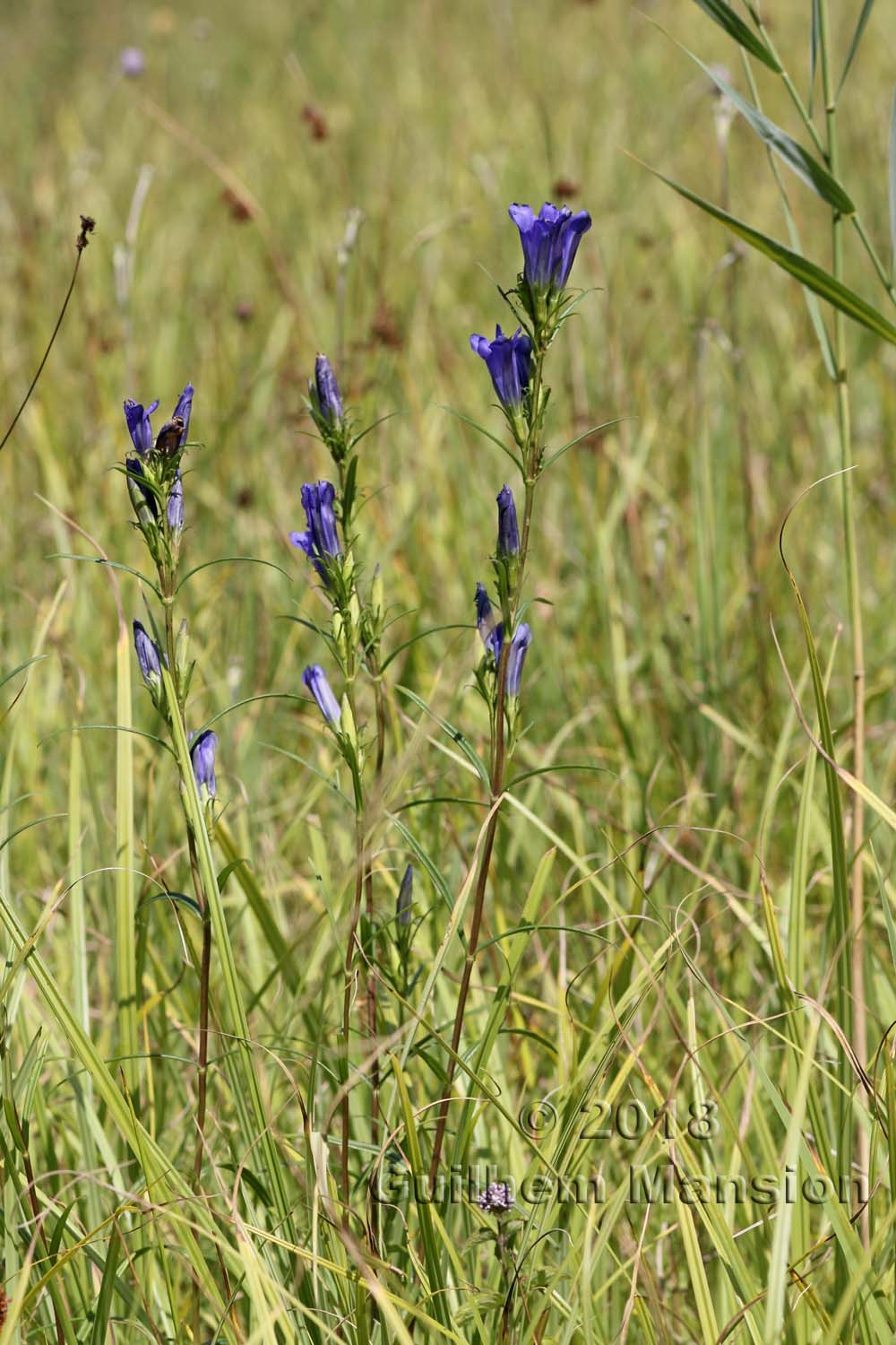 Gentiana pneumonanthe