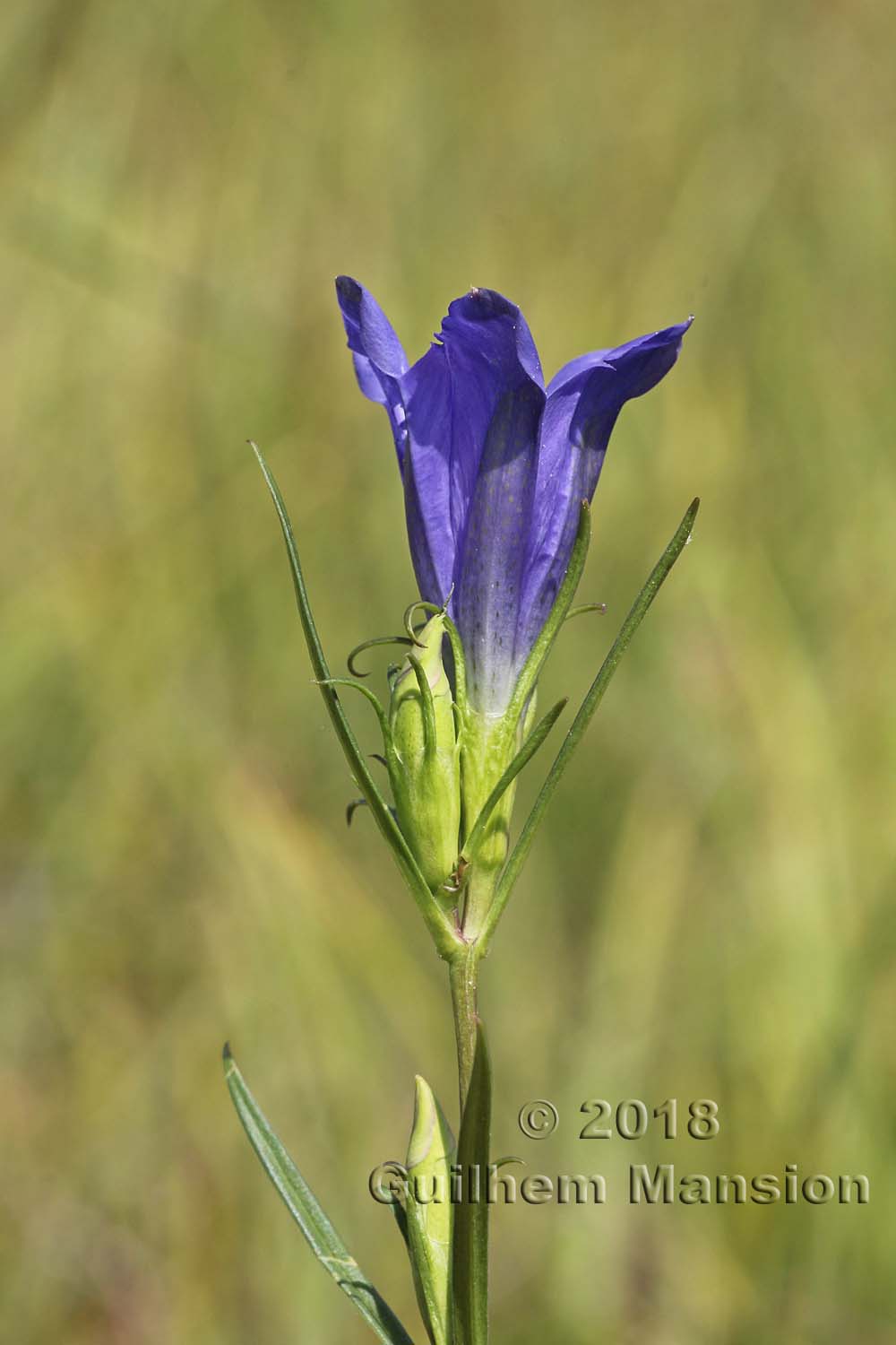 Gentiana pneumonanthe