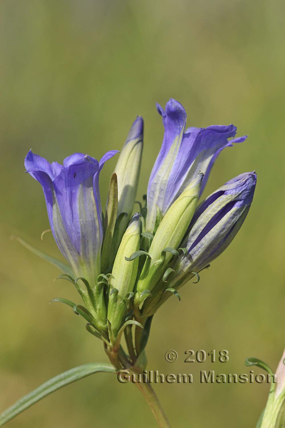 Gentiana pneumonanthe