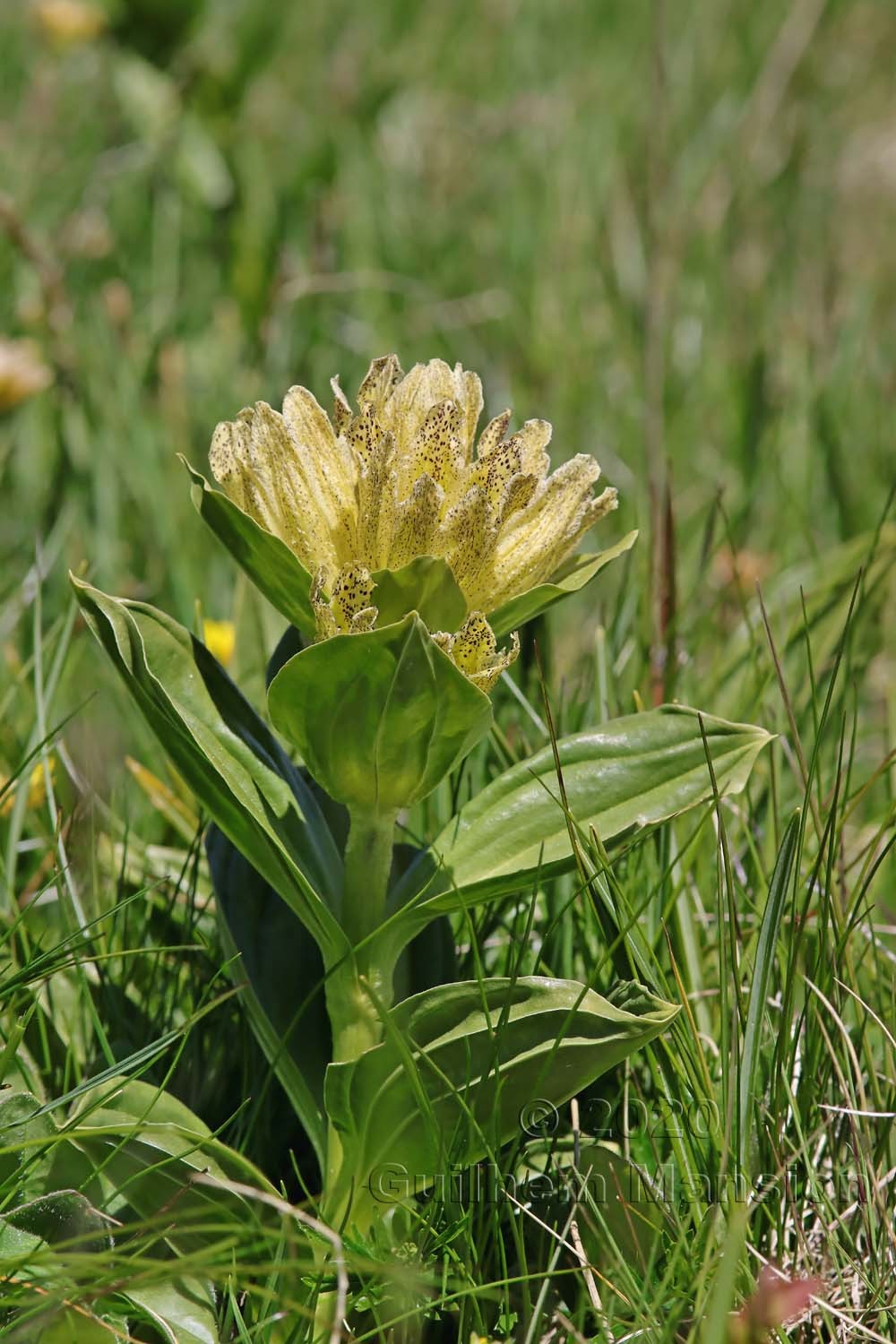 Gentiana punctata