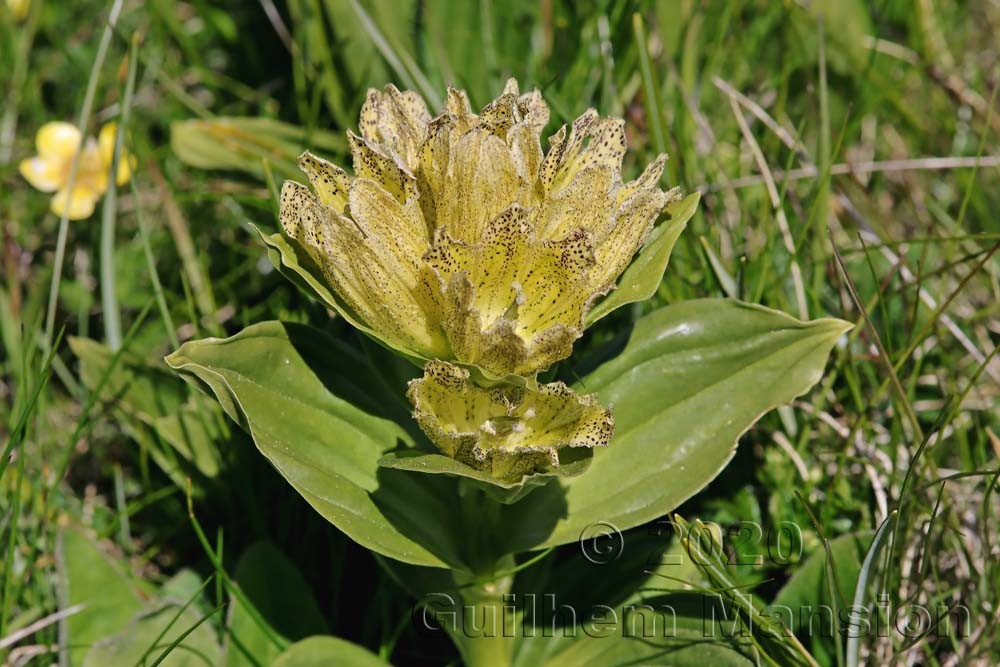 Gentiana punctata