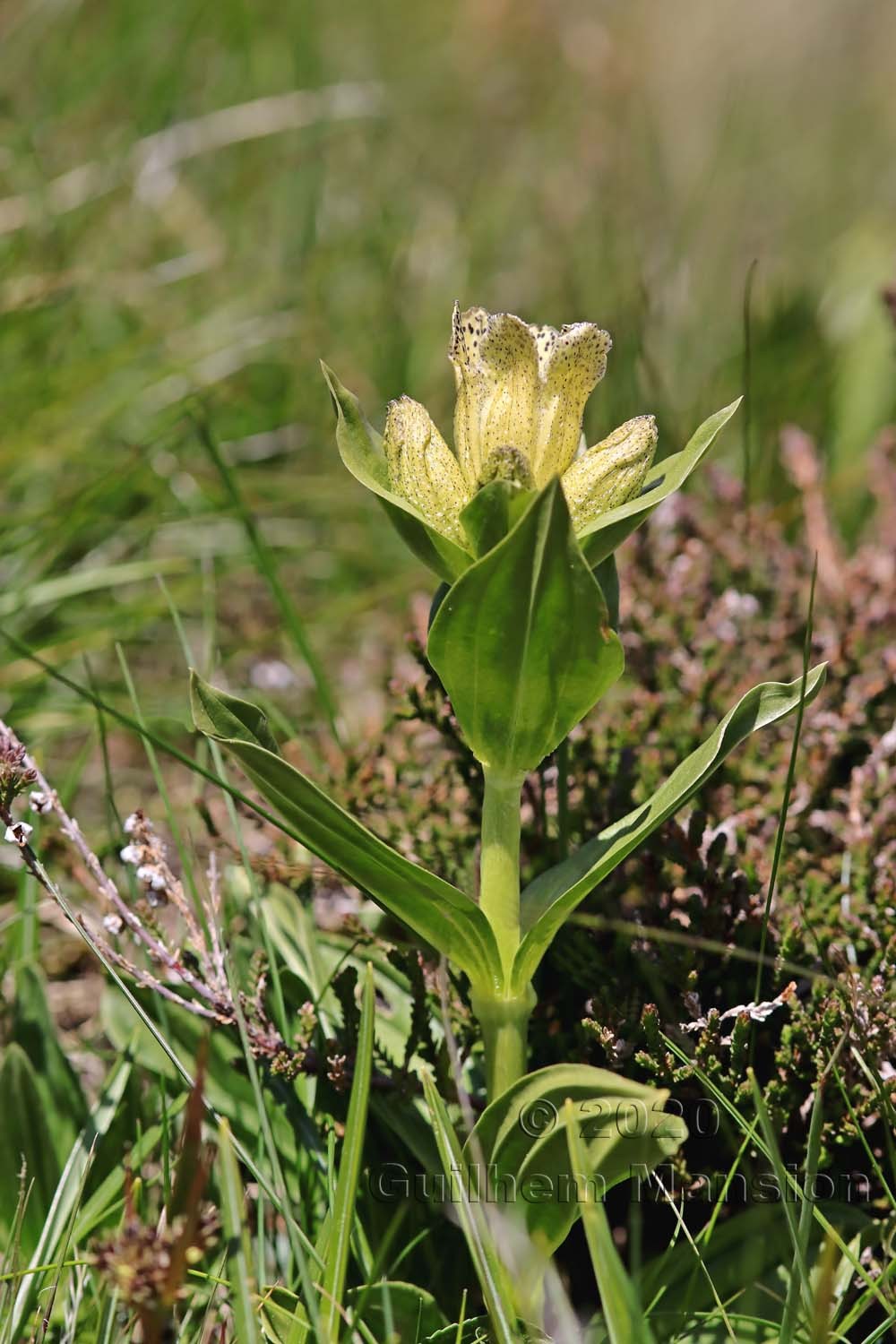 Gentiana punctata