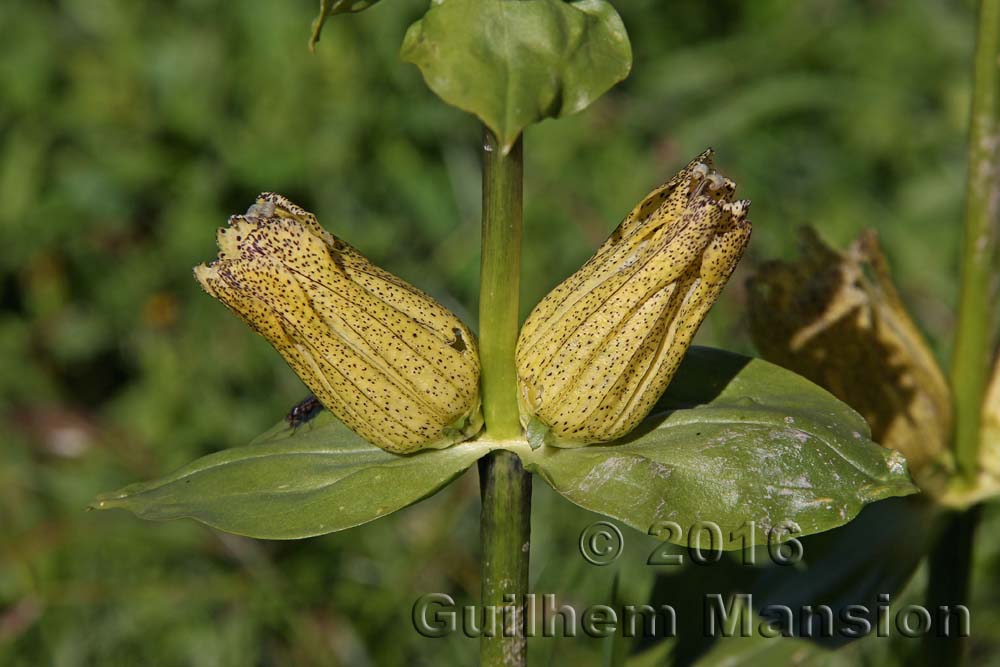 Gentiana punctata